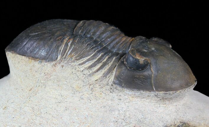Paralejurus Trilobite Fossil - Foum Zguid, Morocco #53539